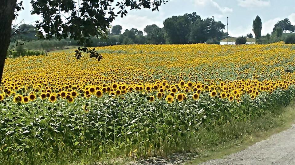 Il Borghetto Daire San Lorenzo in Campo Dış mekan fotoğraf