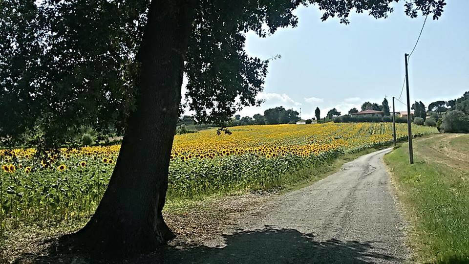 Il Borghetto Daire San Lorenzo in Campo Dış mekan fotoğraf